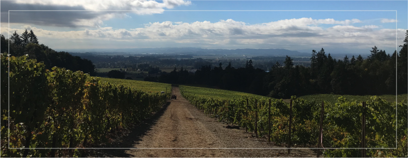 Imagine enjoying this vineyard view as a Cellar Door Club Member!