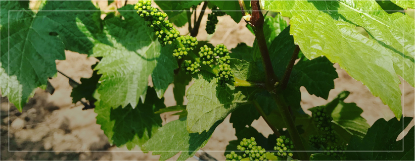 Grape Clusters at Winter's Hill in Oregon's Dundee Hills