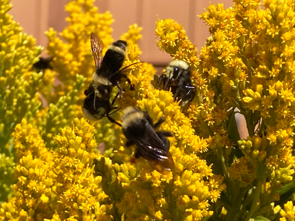 Close up of bees in Goldenrod