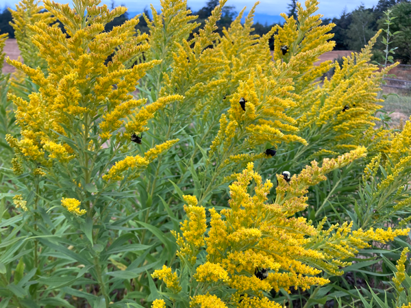 Bees in Goldenrod