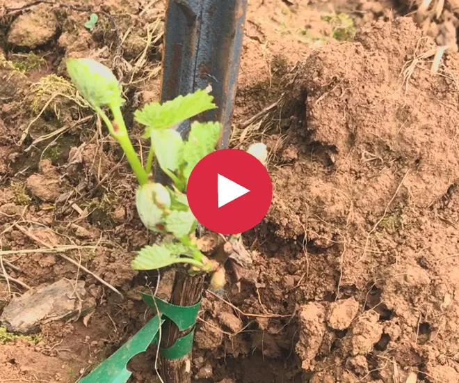 https://wintershillwine.com/story/selecting-a-single-grape-shoot/
