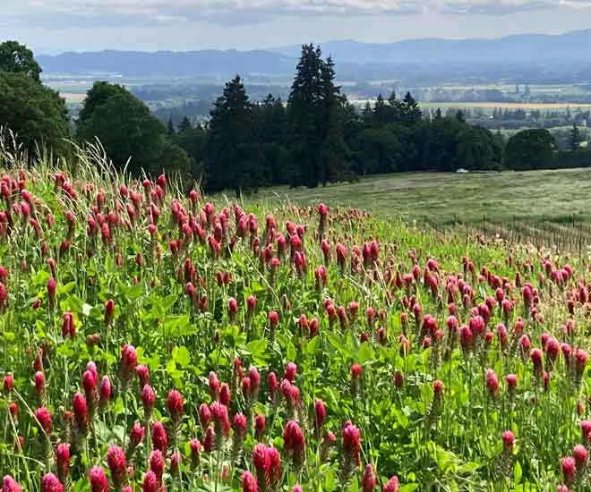Red-Clover-at-Winter’s-Hill-Estate https://wintershillwine.com/story/delighting-in-blooms-bees/