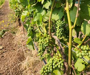 Pinot noir clusters from Winter's Hill Estate in Dayton, Orgon