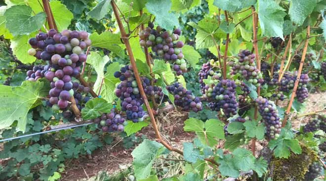 Pinot noir clusters on the vine in version at Winter's Hill Estate in Dayton, Oregon