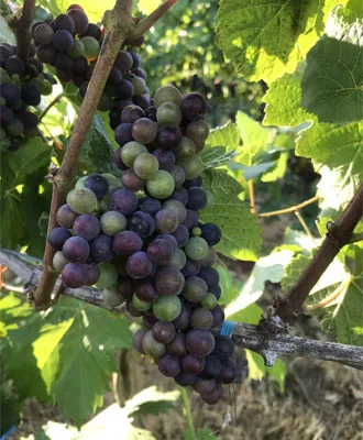 Ripening grape cluster on the vine at Winter's Hill Estate