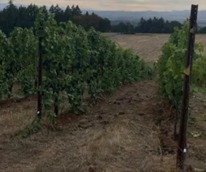 WH-Story-Hero-Favorite-Vineyard-Blocks https://wintershillwine.com/story/i-confess-we-have-vineyard-blocks-favorites/