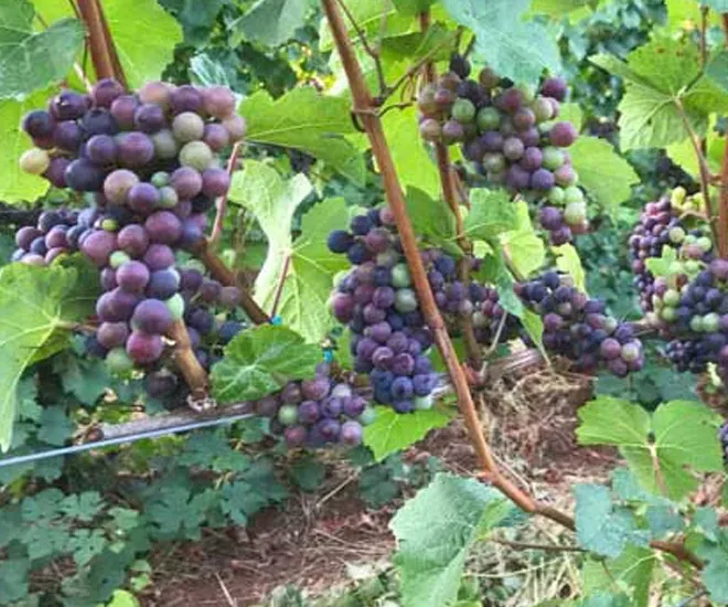 WH-Story-Hero-Verasion-2024 https://wintershillwine.com/story/verasion-means-harvest-is-coming-soon/