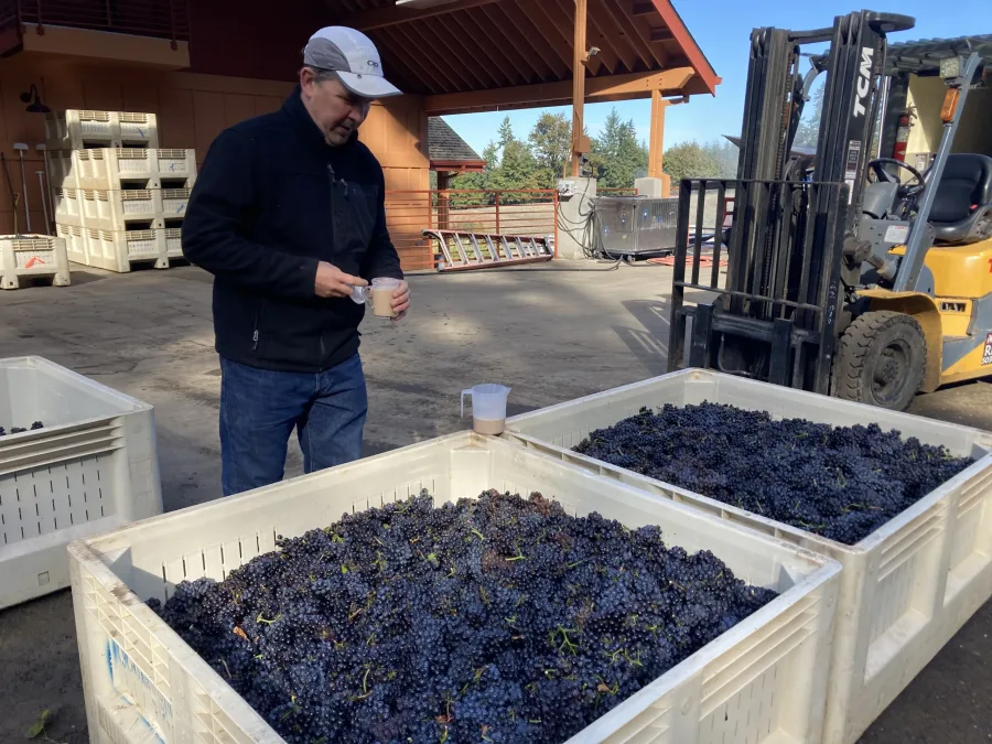 Russell adding yeast to grape bins - Winter's Hill Estate Russell Gladhart adding yeast to grape bins