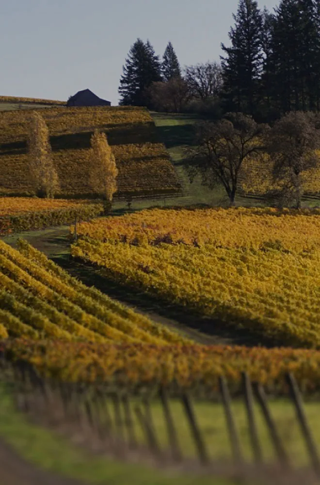 Yellow leaves in the vineyard at Winter's Hill Estate