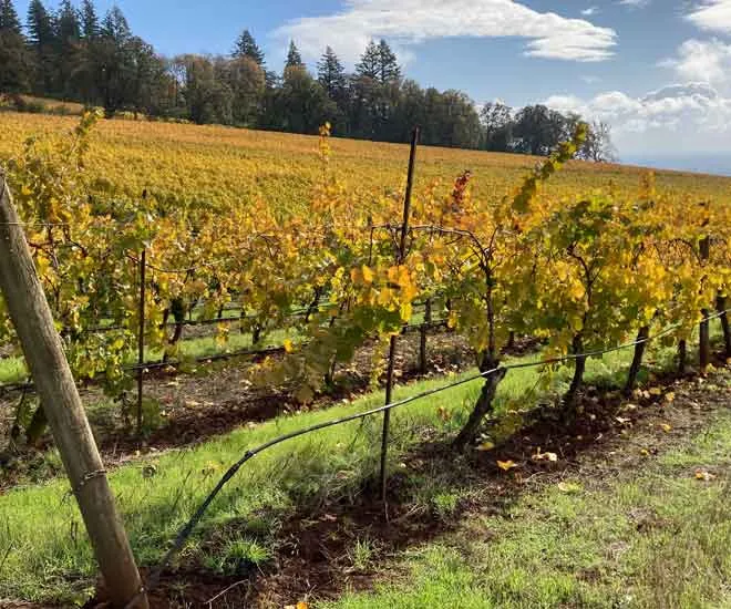 Fall-leaves-at-winters-hill-estate https://wintershillwine.com/story/enjoying-the-fall-vine-view/
