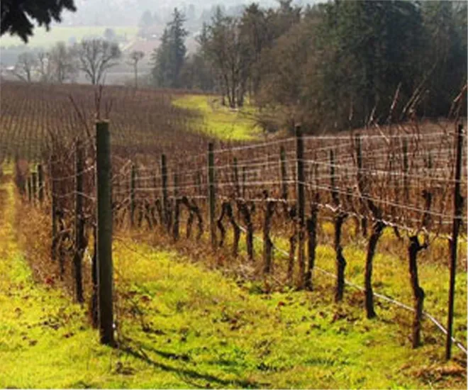 WH-Story-Hero-winter-pruning https://wintershillwine.com/story/its-cellar-season-winter-pruning-has-started/