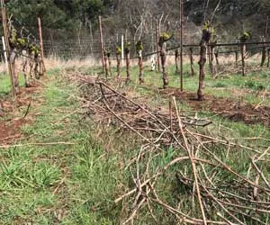 WHW_blog_winter_pruning - Winter's Hill Estate - Winter's Hill Estate - Winter's Hill Estate