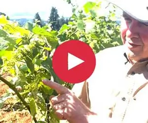 0619-bloom-home - Winter's Hill Estate - Winter's Hill Estate - Winter's Hill Estate