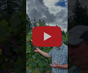 Russell shares a vineyard update - Winter's Hill Estate - Winter's Hill Estate - Winter's Hill Estate Russell shares a vineyard update