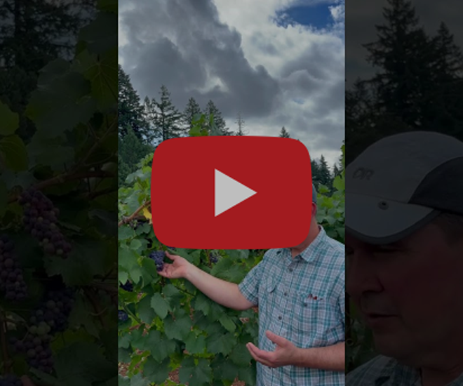 Vineyard-update-August-2025 - Winter's Hill Estate Vineyard Update August 2025