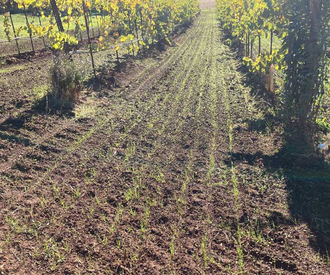 Story_ActivityBetweenVines - Winter's Hill Estate