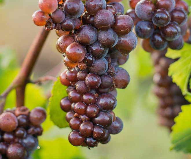Story_Grape clusters - Winter's Hill Estate Grape clusters