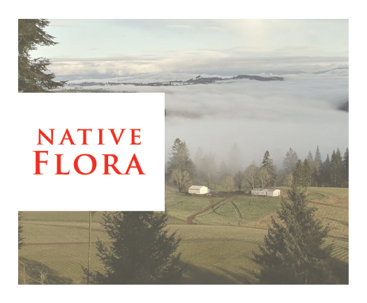 Native Flora at Pinot Blanc Oregon - Winter's Hill Estate - Winter's Hill Estate - Winter's Hill Estate Native Flora at Pinot Blanc Oregon
