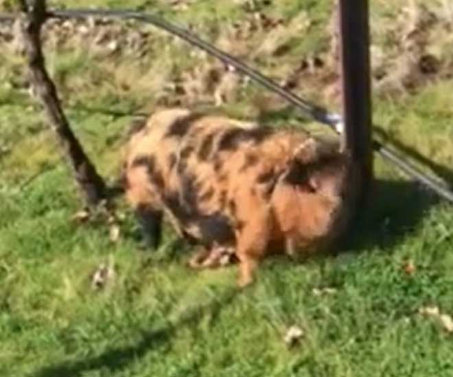 Hazel, the Kune Kune pig, at Winter’s Hill Estate - Winter's Hill Estate Hazel, the Kune Kune pig, at Winter's Hill Estate