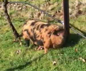 Hazel, the Kune Kune pig, at Winter’s Hill Estate - Winter's Hill Estate - Winter's Hill Estate - Winter's Hill Estate Hazel, the Kune Kune pig, at Winter's Hill Estate