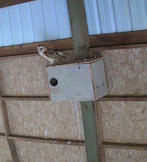A Barn Owl at Winter’s Hill Estate - Winter's Hill Estate - Winter's Hill Estate - Winter's Hill Estate Introducing our Barn Owl