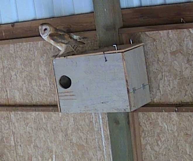 Barn Owl at Winter’s Hill Estate - Winter's Hill Estate Barn Owl at Winter's Hill Estate