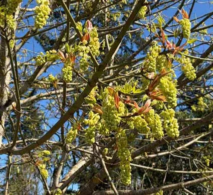 Big-Leaf-Maple-in-Bloom Big Leaf Maple - From the Gardens of Winter's Hill Estate