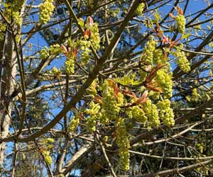 Big Leaf Maple in full bloom at Winter’s Hill Estate - Winter's Hill Estate - Winter's Hill Estate - Winter's Hill Estate Big Leaf Maple in full bloom at Winter's Hill Estate