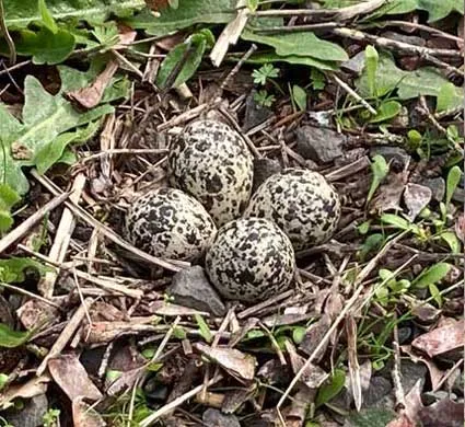 Kildeer-Nest-at-Winters-Hill-Estate Killdeer - From the Gardens of Winter's Hill Estate