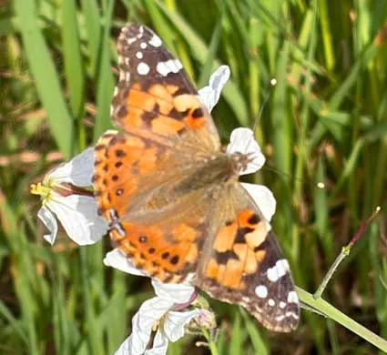 Painted-Lady-Butterfly-at-Winters-Hill-Estate Painted Lady Butterfly - From the Gardens of Winter's Hill Estate