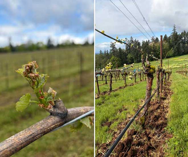 BudBreak2026 - Winter's Hill Estate Bud Break 2026 at Winter's Hill Estate