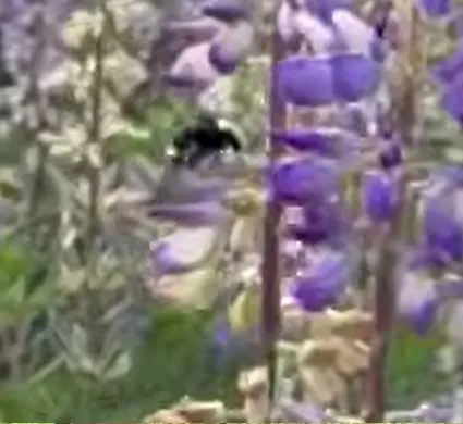 Bumble-Bee Bumble Bee - From the Gardens of Winter's Hill Estate