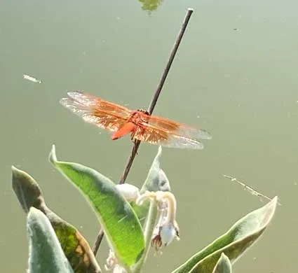 Dragonflies-at-Winters-HIll-Estate Dragonflies - From the Gardens of Winter's Hill Estate