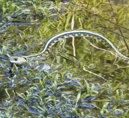 Snake-in-the-pond-at-Winters-Hill-Estate Ponds - From the Gardens of Winter's Hill Estate