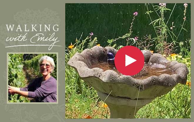 Western Bluebirds love a cool bath!