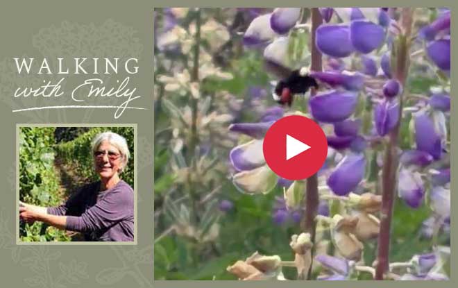 “See the bulging pollen sacs on the Bumble Bee, as well as the successfully pollinated seed pods lower down on the stem.”