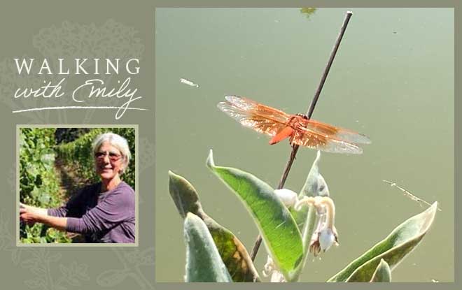 Dragonflies mean summer has arrived at Winter's Hill Estate.