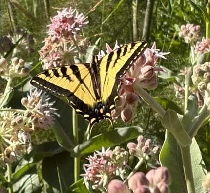 Monarch-Butterfly-at-Winters-Hill-Estate Monarch Butterflies - From the Gardens of Winter's Hill Estate