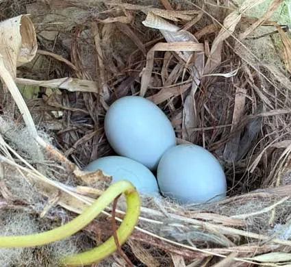 Nesting-Finches-at-Winters-Hill-Estate Nesting Finches - From the Gardens of Winter's Hill Estate