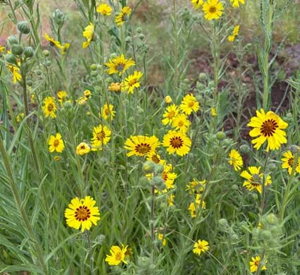 Tarweed-at-Winters-Hill-Estate Tarweed - From the Gardens of Winter's Hill Estate