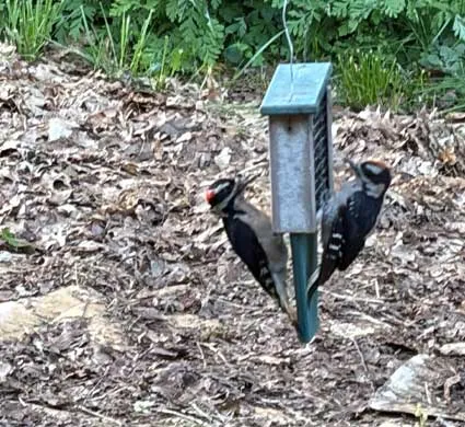 Acorn-Woodpeckers-at-Winters-HIll-Estate Acorn Woodpeckers - From the Gardens of Winter's Hill Estate