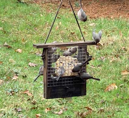 Bushtits-at-Winters-Hill-Estate Bushtits Flock Together - From the Gardens of Winter's Hill Estate