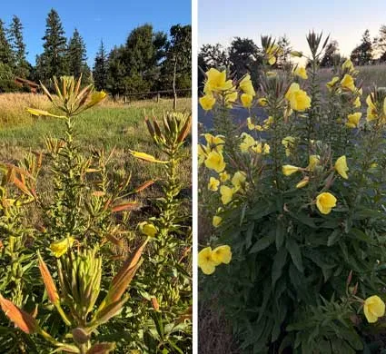 Evening-Primrose-at-Winters-Hill-Estae Evening Primrose - From the Gardens of Winter's Hill Estate