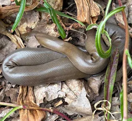 Rubber-Boa-Snake-at-Winters-Hill-Estate Rubber Boa Snake - From the Gardens of Winter's Hill Estate