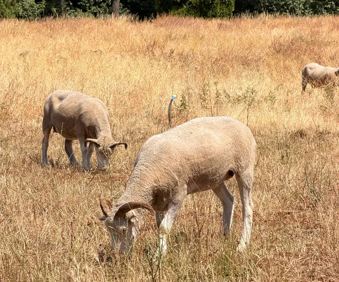 WH-Story-Hero-Sheep - Winter's Hill Estate Three sheep grazing at Winter's Hill Estate