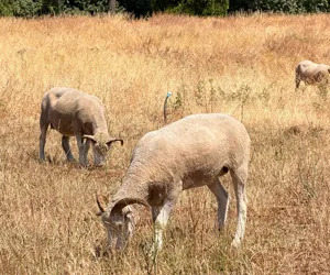 WH-Story-Home-Grid-Grazing-Sheep The hero image for The sheep are…BAAAAck!, Winter's Hill blog story
