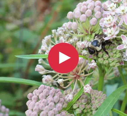 Emily-Nature-Bumblebees Abundance of Bumblebees - From the Gardens of Winter's Hill Estate