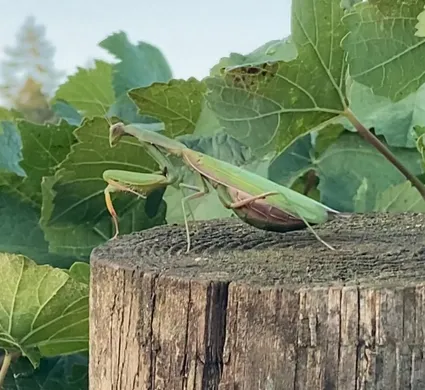Emily-Nature-PrayMantis Praying Mantis - From the Gardens of Winter's Hill Estate