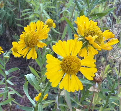 Emily-Nature-Sneezeweed Sneezeweed - From the Gardens of Winter's Hill Estate