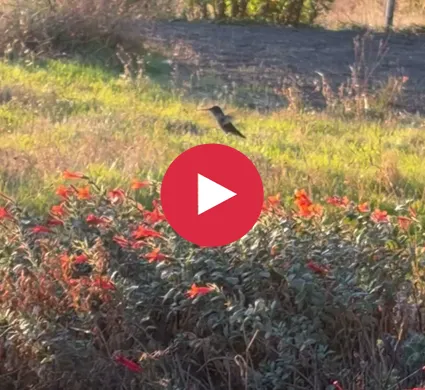 Emily-Nature-Hummingbird Zauchneria & Hummingbird - From the Gardens of Winter's Hill Estate